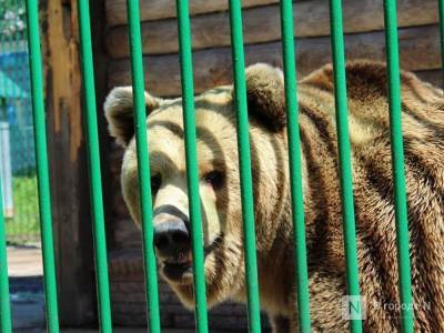 Львы, медведи и волки, оставшиеся в Мишутке, переедут в Балахну - mur.tv - Швейцария - Нижний Новгород