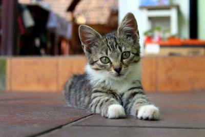 Почему кошка, замешивая тесто, выпускает коготки? - mur.tv