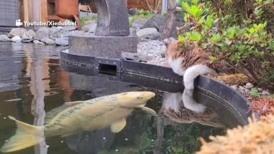 Парадокс парадоксов: кот Мика, который дружит с рыбой - mur.tv