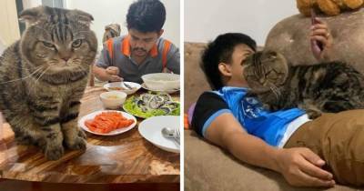 Это украло моего мужа: жительница Таиланда фиксирует на фото необычайную связь её супруга и ревнивого кота - mur.tv - Таиланд