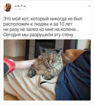 20+ владельцев котов рассказали, на какие абсурдные выходки способны эти наглые морды - milayaya.ru