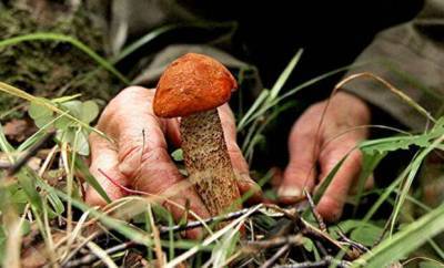 Собираем грибы по совету лесника: если выкручивать ножку, то они лежат дольше и не портятся - lublusebya.ru