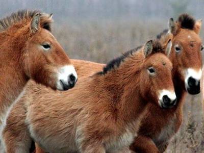 В Техасе впервые успешно клонировали лошадь Пржевальского - mur.tv - Сша - Киев - Англия - штат Техас - Сан-Диего