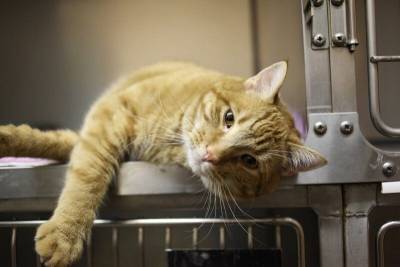 Жители 29 городов России могут бесплатно отвести свою кошку на прием к ветеринару - mur.tv - Россия - Санкт-Петербург - Челябинск - Уфа - Екатеринбург