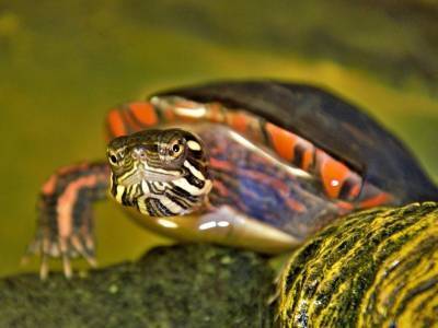 Черепахи больше других животных интересуют нижегородцев - mur.tv - Нижний Новгород