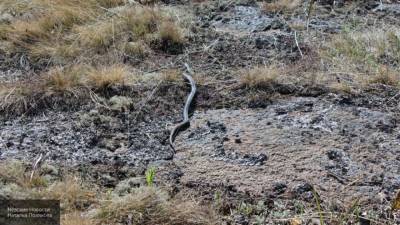 Тюменец привез из леса змею и выпустил ее на территории города - mur.tv - Тюмень