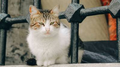 Продухи в законодательстве, или Когда бездомным котам официально разрешат жить в подвалах? - mur.tv - Россия