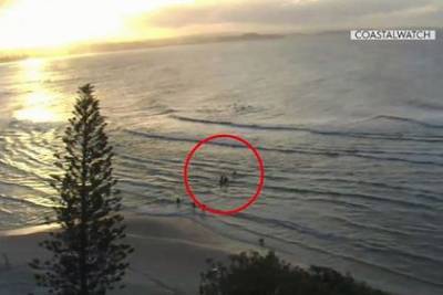 Акула убила серфера возле защищенного от акул пляжа - mur.tv - Австралия - штат Квинсленд