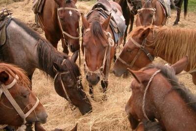 Зауралец вез на продажу краденых лошадей, но попал в ДТП - mur.tv - район Катайский