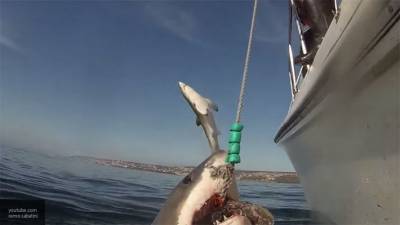 В Австралии погиб мужчина в результате нападения акулы - mur.tv - Австралия