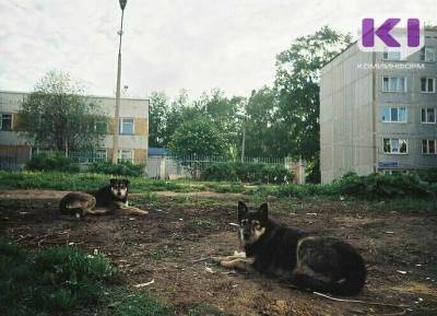 В Княжпогостском районе с начала года выловили 40 бездомных собак - mur.tv - Сыктывкар - район Княжпогостский