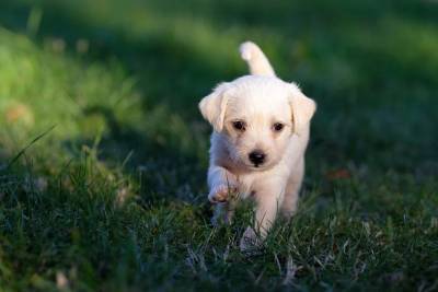 Хочу щенка: 5 проблем, которые надо уладить до покупки - mur.tv