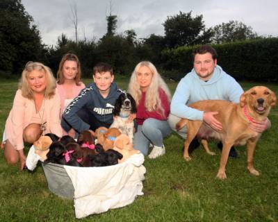 Шокирующая история: затянули с операцией получили 16 щенков - mur.tv - Ирландия