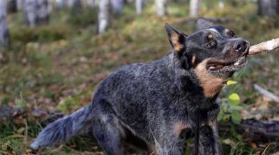 Самые умные породы собак по словам ученых - chert-poberi.ru