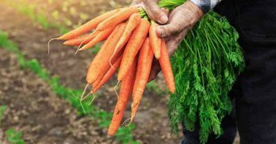 Простой способ хранения, который поможет морковке оставаться свежей осень и зиму - lifehelper.one