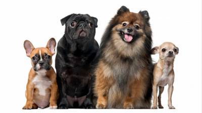 ТОП-10 самых популярных пород собак в России в 2020 году - mur.tv - Россия