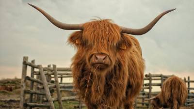 5 фактов о быках и коровах, о которых вы не знали - mur.tv