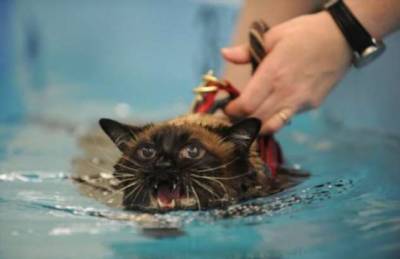 Почему кошки боятся воды? (8 фото) - chert-poberi.ru