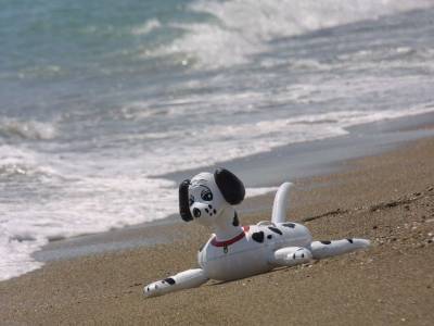 Собакам вход воспрещен: вступили в силу новые правила для посетителей пляжей - mur.tv