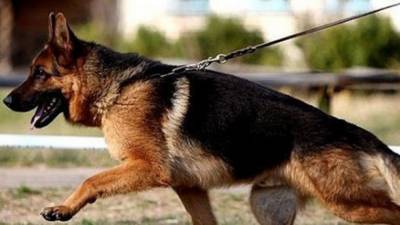 Служебная собака не сдержала слез при виде своего любимого полицейского - mur.tv - Китай