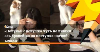 Получай: девушка чуть нелишилась бровей из-за поступка наглой кошки - mur.tv