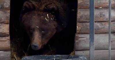 Зоопарк объявил конкурс колыбельной для медведицы, не ушедшей в спячку - mur.tv - Омская обл.