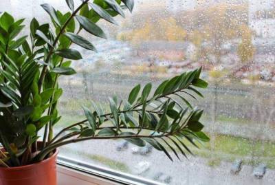 5 комнатных растений, которые смогут вырастить у себя дома даже самые ленивые - sadogorod.club