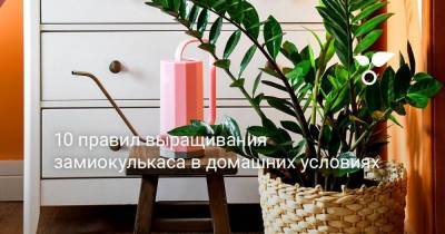 10 правил выращивания замиокулькаса в домашних условиях - sadogorod.club