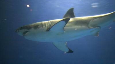 В штате Мэн на побережье нашли гигантскую мертвую акулу “размером с грузовик” - mur.tv - штат Флорида - штат Мэн