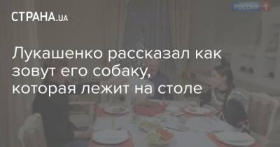 Лукашенко рассказал как зовут его собаку, которая лежит на столе - mur.tv - Россия