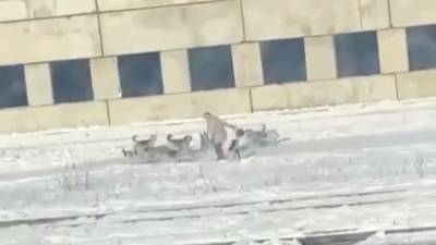 Стая собак напала на женщину в Тынде. Видео - mur.tv