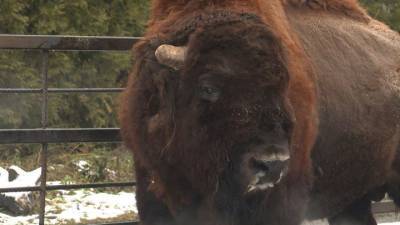 В Калининградском зоопарке бизон стал символом Нового года - mur.tv - Россия - Калининград