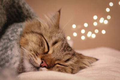 Почему кошки забираются в постель к хозяевам? - mur.tv