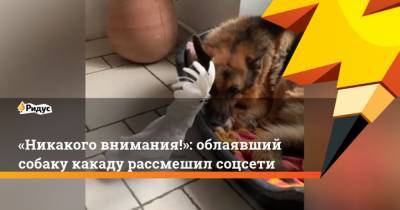 Никакого внимания!: облаявший собаку какаду рассмешил соцсети - mur.tv