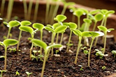 ​В каком световом режиме стоит выращивать семена - lifehelper.one