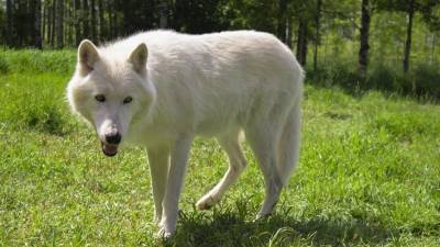 Финские ученые узнали, как волки превратились в домашних собак - mur.tv