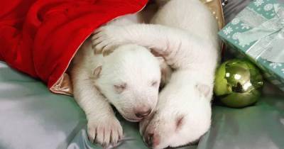 В сафари-парке Геленджика показали новорожденных белых медвежат - mur.tv - Геленджик