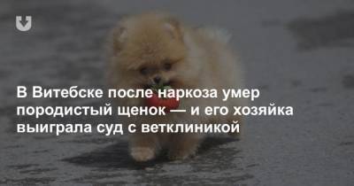 В Витебске после наркоза умер породистый щенок и его хозяйка выиграла суд с ветклиникой - mur.tv - Витебск