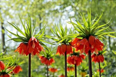 Почему может не цвести рябчик императорский, одно из самых красивых растений - lifehelper.one