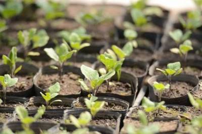 Сроки посадки баклажан на рассаду в 2021 году по лунному календарю садовода и огородника - sadogorod.club