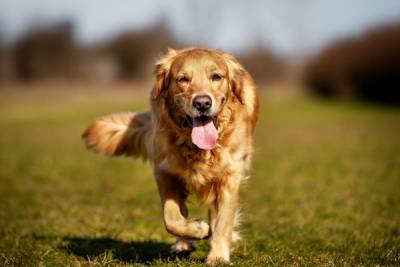 Эксперты нашли связь между породой собаки и шансом ее хозяина на любовь nbsp - woman.rambler.ru