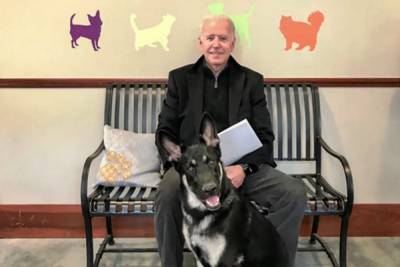 Джон Байден - Для собаки Джо Байдена в Белом доме проведут специальную “инаугаврацию”: подробности - mur.tv - state Delaware