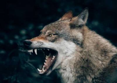 Можно ли приручить волка? (5 фото) - chert-poberi.ru - Германия