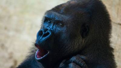 Две гориллы в зоопарке Сан-Диего инфицированы коронавирусом - mur.tv - Сан-Диего