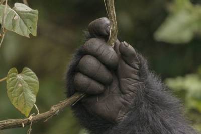 Две гориллы в зоопарке США заразились коронавирусом - mur.tv - Сша - Сан-Диего