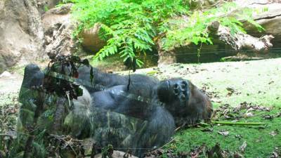Ньюсом Гэвин - В зоопарке Сан-Диего у двух горилл выявлен коронавирус - mur.tv - штат Калифорния - Сан-Диего