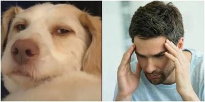 Человеческий взгляд собаки удивил пользователей сети - mur.tv