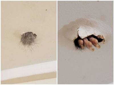 Женщина обнаружила в своем потолке торчащую лапку - mur.tv - Австралия