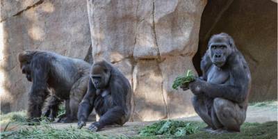 Впервые в истории. В зоопарке Сан-Диего у горилл подтвердили коронавирус - mur.tv - Сан-Диего - county San Diego