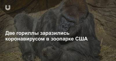 Две гориллы заразились коронавирусом в зоопарке США - mur.tv - Сша - Сан-Диего